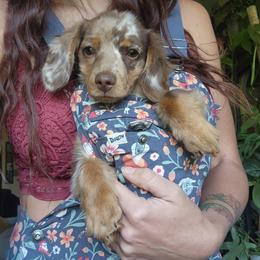 Oakley - Dachshund