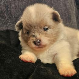 Spooky - Blue merle female Pomeranian puppy in West Sacramento, California from Northern Cali Pomskies