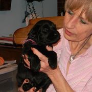 Standard Schnauzer Puppies from Stahlkrieger Standard Schnauzers