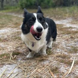 Cardigan Welsh Corgis from It is Corgiland