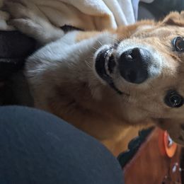 Lou - Pembroke Welsh Corgi