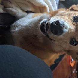 Lou - Pembroke Welsh Corgi