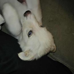 Siberian Husky Puppies from Jackson's Siberians