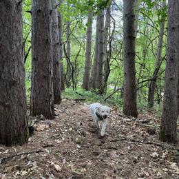 Lagotto Romagnolo Puppies from Tesoro Riccio