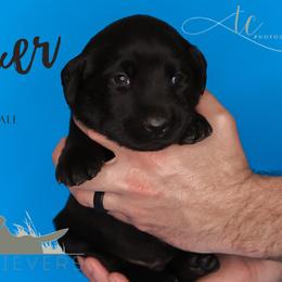 Labrador Retriever Puppies from AGL Retrievers