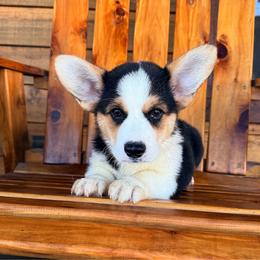 Billy - Black and tan male Pembroke Welsh Corgi puppy in El Dorado Springs, Missouri from Trixie Dixie