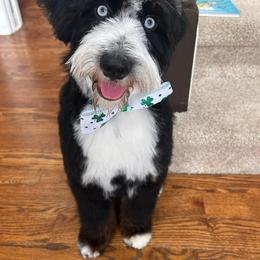 Goose - Australian Mountain Doodle