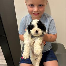 Spud - Black and white male Cockapoo puppy in Brookings, South Dakota from Hofer Pups