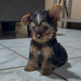 Boy 2 - Black and gold male Yorkshire Terrier puppy in Pomona, California from Cristian's Yorkshire Terriers