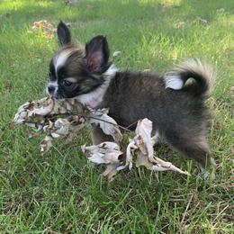Chihuahua Puppies from Strawberry River Kennel