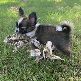 Chihuahua Puppies from Strawberry River Kennel