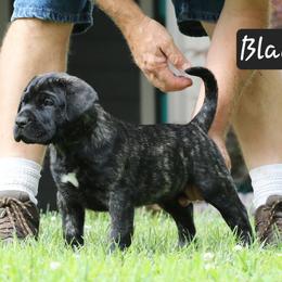 Black Collar - Tiger male Perro de Presa Canario puppy in Pocahontas, Illinois from Cabeza Grande Kennel