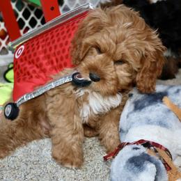 Bernedoodle and Cavapoo Puppies from Lawler’s Legacy Litters