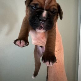Boy 1 - Petey - Boxer puppy from Buzzard's Bay Boxers