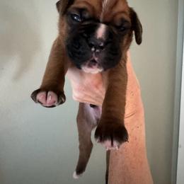Boy 1 - Petey - Boxer puppy from Buzzard's Bay Boxers