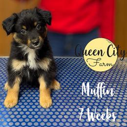 Muffin (purple) - Black tri-color female Australian Shepherd puppy in Falmouth, Kentucky from Queen City Farm