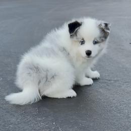 Hero - Merle male Pomsky puppy in Long Grove, Illinois from Windy City Pomsky