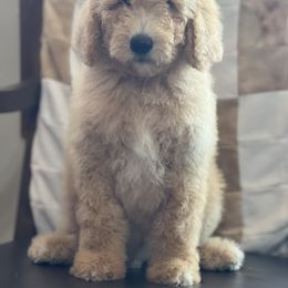 Goldendoodle Puppies from Rolling Acres Doodles and Poodles