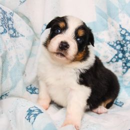 Australian Shepherd, Goldendoodle, and Poodle Puppies from 5AFarms