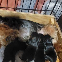 Yorkshire Terrier puppies from Yorkies of Pineville