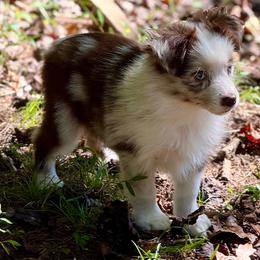 D'arcy - Red merle female Miniature Australian Shepherd puppy in Patterson, North Carolina from DreamLine Aussies