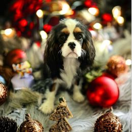 Cavalier King Charles Spaniel and Havanese Puppies from Harlequin Havanese