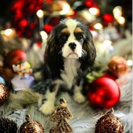 Cavalier King Charles Spaniel and Havanese Puppies from Harlequin Havanese