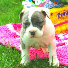 American Bully Puppies from Get It Right Bullyz