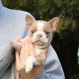 Snickerdoodle - Blue male Boston Terrier puppy in Gore, Oklahoma from Freedom Frenchies N Bostons