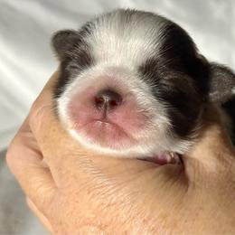 Tiny - Liver and white male Shih Tzu puppy in Skipperville, Alabama from Nay Nay’s Babies