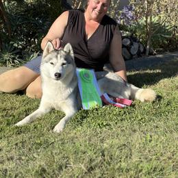 Siberian Husky All Grown Up from Twilights Kennel