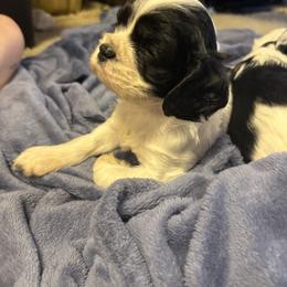 Bobby - Black and white male Cocker Spaniel puppy in Mico, Texas from Stonegate Cocker Spaniels