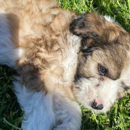 Aussiedoodles, Australian Shepherds, Miniature American Shepherds, and Poodles from Mammydoodles282