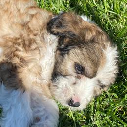 Aussiedoodles, Australian Shepherds, Miniature American Shepherds, and Poodles from Mammydoodles282