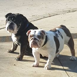 Bulldogs from Demetrio Bulldogs