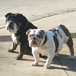 Bulldogs from Demetrio Bulldogs
