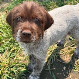 Green male - Brown and gray male Wirehaired Pointing Griffon puppy in Williston, North Dakota from Little Muddy Griffons