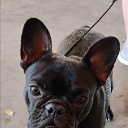 Piglet - French Bulldog