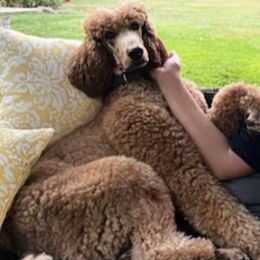 English Springer Spaniels and Poodles from Cordevalle Poodle Stud