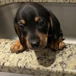 Dewey - Black and tan male Dachshund puppy in Spring Hill, Florida from Adorable Doxxies