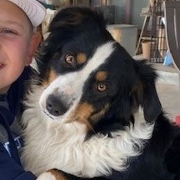 Luna - Australian Shepherd