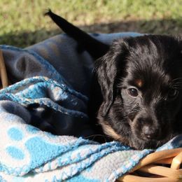 Dachshunds from Carley’s Canines