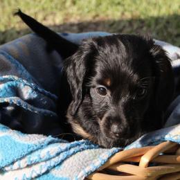 Dachshunds from Carley’s Canines