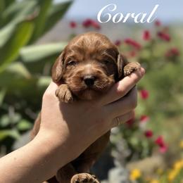 Sycamore Canyon's Coral - Caramel red female Australian Labradoodle puppy in Riverside, California from Sycamore Canyon Labradoodle