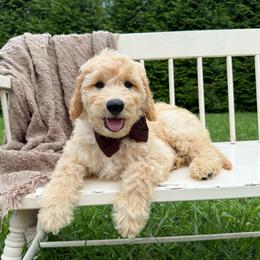 Outlaw - Apricot male Goldendoodle puppy in Ooltewah, Tennessee from Allison Family Doodles