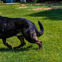 German Shepherd All Grown Up from Fairytale Kennel