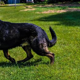 German Shepherd All Grown Up from Fairytale Kennel