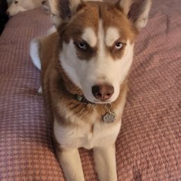 Siberian Huskies from Von Reiser Kennel