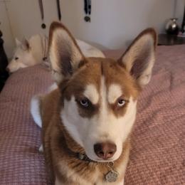 Siberian Huskies from Von Reiser Kennel