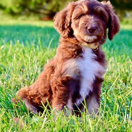 Mademoiselle - Brown and white female Aussiedoodle puppy in Decatur, Illinois from Signature Doodles